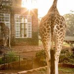 Disk-At-Giraffe-Manor-The-Safari-Collection