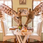 Giraffe-Manor-Breakfast-with-Giraffes-1