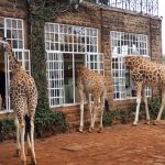 Giraffe-Manor-Nairobi-Kenya-143-of-143