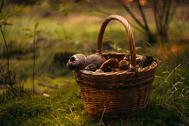 Forêt automnale avec cueillette de champignons